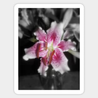 Stargazer Lilies#3 Sticker